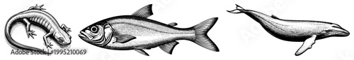 Hand drawn aquatic and amphibian wildlife depiction using stippling technique, natural history engraving, scientific illustration, zoological print.