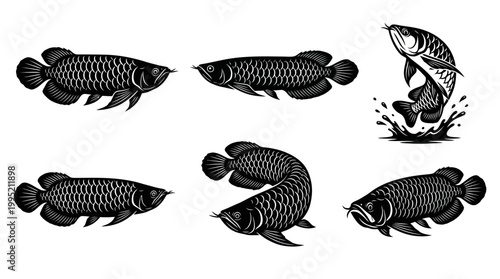 Arowana Fish Vector Illustration Set. Black  White Stylized Animal  Pet Design Asset