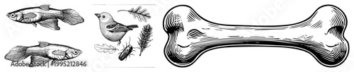 Classic engraved zoological sketches fish, bird, insect, bone with hatching for texture. Ideal for edu, science, or vintage design.