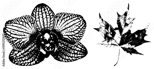 Botanical vector artwork featuring orchid bloom and maple foliage, stylized design, nature inspired graphic, plant illustration.