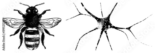Honeybee and nerve cell vector graphic, insect neurology diagram, biological set, science education clipart, neural network symbol.