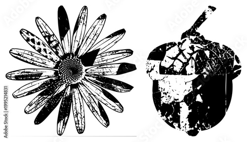 Weathered and nut set, distressed botanical illustrations, vintage style flower and seed pod graphics, textured nature elements for design.