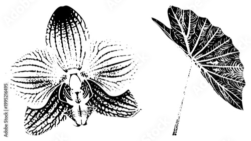 botanical cutout featuring orchid bloom and taro leaf, stylized art, engraved plant illustration, vintage herbarium graphic, silhouette.