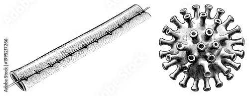 Historical scientific drawing showing sutured cylindrical structure alongside coronaviral morphology, microorganism diagram, pathogen sketch, biological engraving.