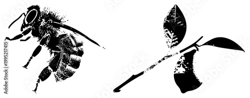 Flying honeybee with textured wings and fuzzy body, pollinator insect graphic also called Apis mellifera or worker bee, paired with botanical twig element.