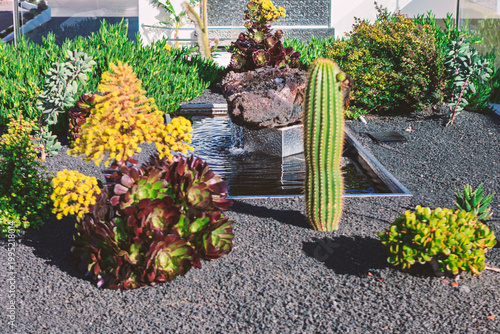 Modern garden showcases diverse succulents and cacti arranged in gravel beds with decorative stone planters. The drought tolerant plants create an attractive maintenance landscape design