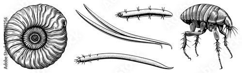 Scientific entomology drawing featuring ammonite, flea insect, nematode worms biological specimen art, natural history engraving, zoological illustration.