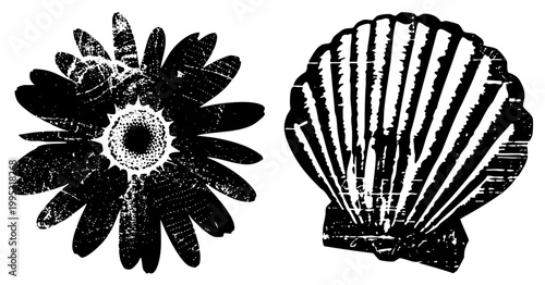 Black and white halftone illustration featuring gerbera daisy and bivalve, vintage stencil aesthetic, beach botanical graphic, nature silhouette set.