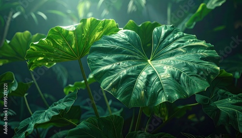 Lush Green Tropical Leaves in Soft Sunlight.
