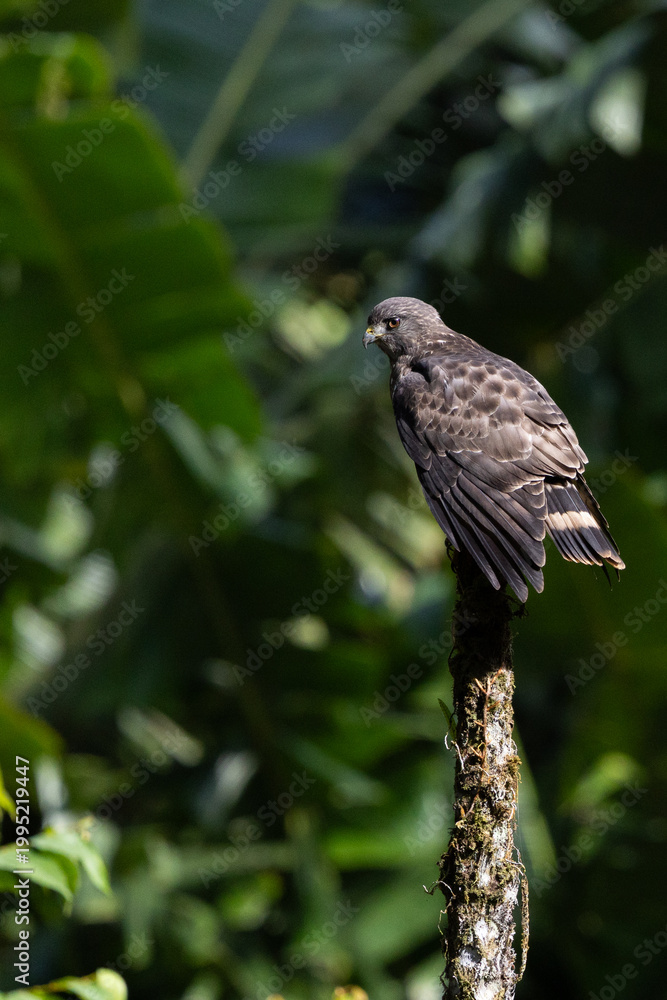 Fototapeta premium Broad winged hawk perched on snag