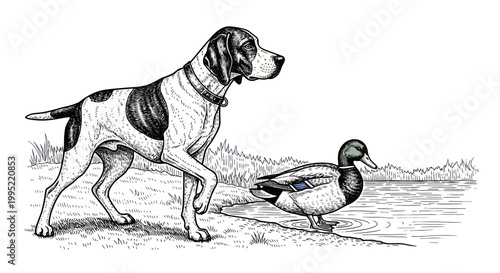 Hunting Dog and Duck by Water, Line Drawing Illustration