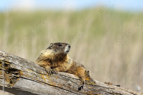  Yellow bellied marmot looks alert on a log.