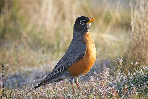 A pretty robin stands on the ground in a park near Greenacres, Washington.