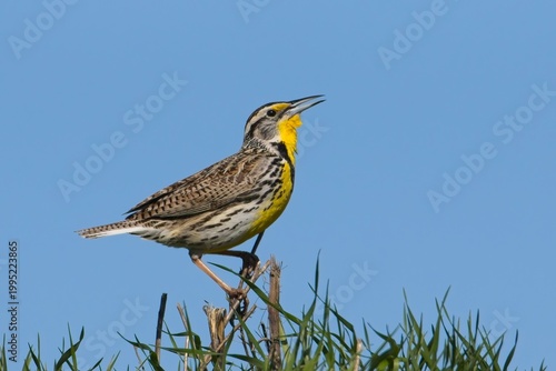 A western meadowlark perched on a twig is calling out near Greenacres, Washington.