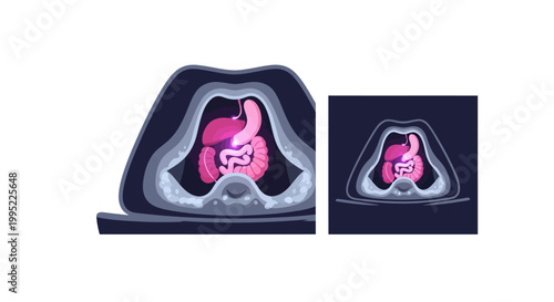 Cross section illustration of human digestive system organs. EPS Editable. Vector Illustrations.