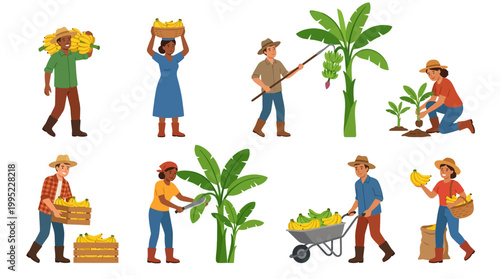 Farmers harvesting, transporting, and planting bananas, showcasing tropical agriculture and fruit cultivation processes.