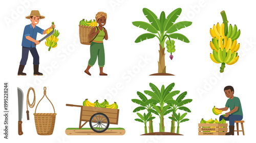 Diverse banana farmers harvest fresh organic fruit crops using traditional tools like baskets and wooden carts in this illustrated set
