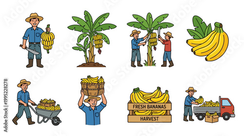 Dedicated farmers harvesting yellow bananas and transporting the fresh tropical fruit crop into wooden crates for sale at local markets