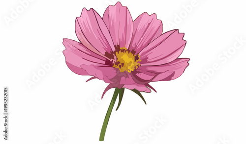 Foto Pink cosmos flower detailed vector illustration with petals and stem botanical d