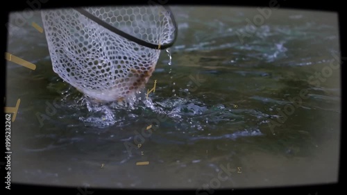 Rubber-mesh net rim approaching upper-left, scooping thrashing fish, submerging, securing catch