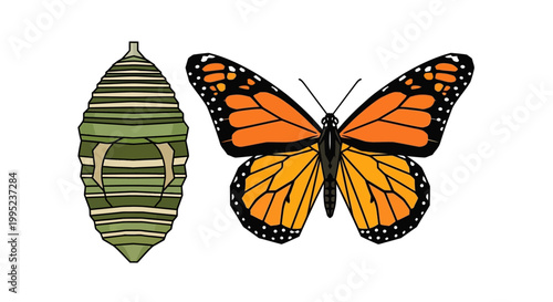 Monarch butterfly and chrysalis illustration showing life cycle metamorphosis