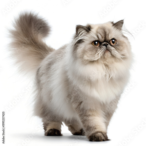 Persian cat, fluffy feline, long haired kitty, domestic animal isolated on White Background