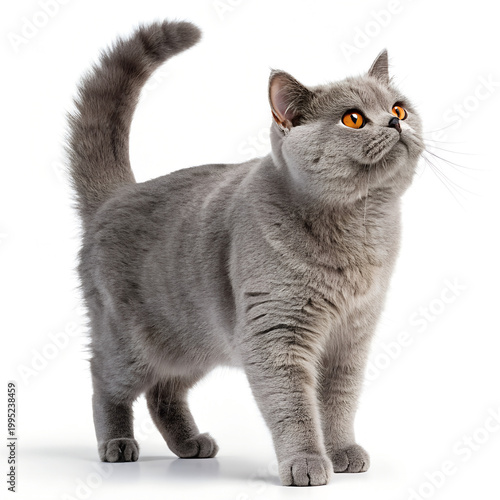 British Shorthair Cat, Grey Feline, Orange Eyes, Pet Portrait, Domestic Animal isolated on White Background
