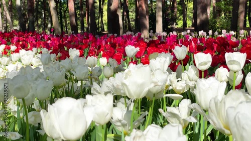 チューリップの花畑、春の風景