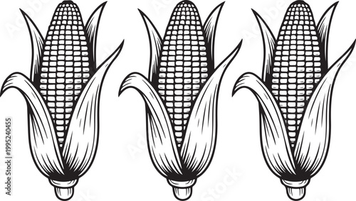 Three corn cobs with husk a healthy vegetable food ingredient for agriculture harvest or organic snack.
