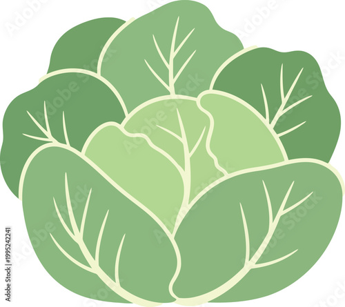 Fresh green cabbage vegetable head illustration