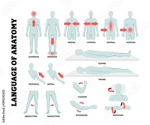 Different types of language of anatomy, body anatomical terminology. Superior inferior, medial lateral, dorsal ventral, supine prone, proximal distal, abduction adduction, flexion extension rotation.