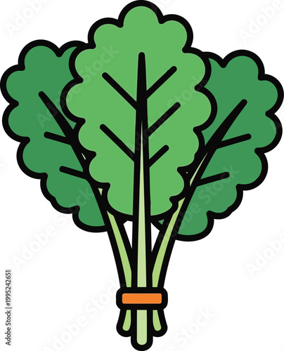 Fresh green kale leaves vegetable bundle with stems