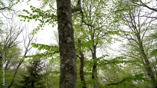 An upward shot captures a forest's canopy, with vibrant green leaves & tree trunks