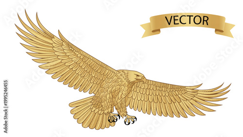 Golden eagle bird soaring in a clear sky with detailed feathers Vector