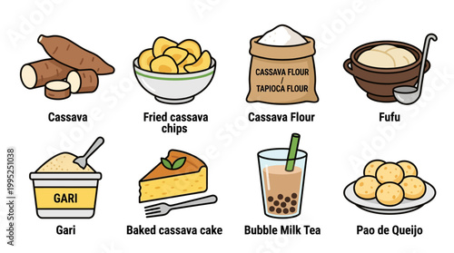 Detailed educational infographic illustration displaying various food products and popular culinary items derived from fresh tropical cassava root plants annually