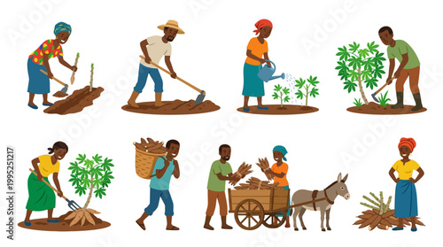 African farmers work together in the field to plant, harvest, and transport fresh cassava crops for sustainable local food production.