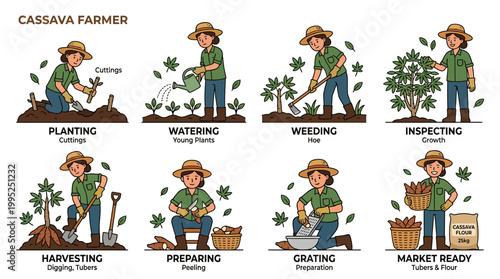An informative infographic illustration shows a female farmer performing various essential steps for the cultivation and processing of cassava crops