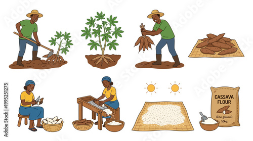 Illustrative set of farmers harvesting, processing, and preparing cassava roots into flour for commercial food production in rural agricultural settings