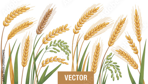 Golden wheat field with ripe grain stalks in sunlight Vector