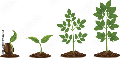 Plant growth stages vector illustration featuring seed germination sprout sapling and mature plant in soil for botanical education and sustainable agriculture design