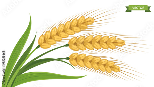 Golden wheat stalk with green leaves growing outdoors Vector
