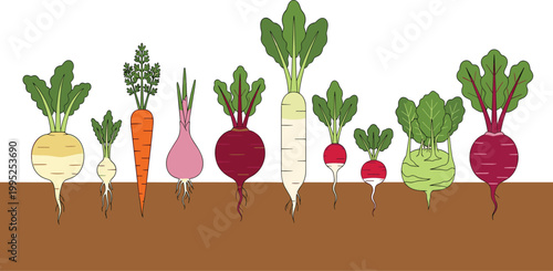 Root vegetable vector set featuring carrot radish beet turnip and kohlrabi growing in soil for organic farming botanical education and healthy food design.