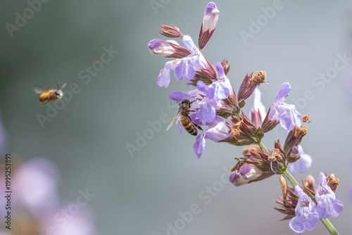 A bee collects nectar from delicate purple sage flowers as a second bee approaches, captured against a blurred background that evokes summer pollination