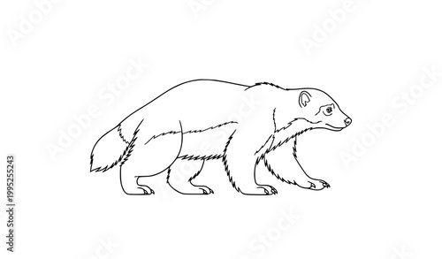 Minimal walking wolverine contour line art vector illustration clean wildlife coloring page for kids and adults