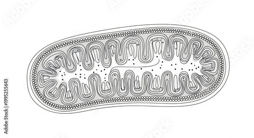 Detailed illustration of a mitochondrion organelle.