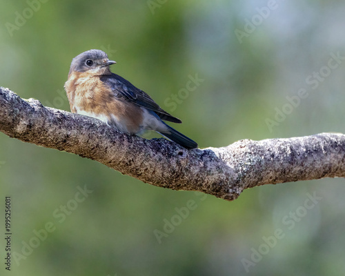 A closeup of a female Eastern Bluebird resting quietly on a small branch.