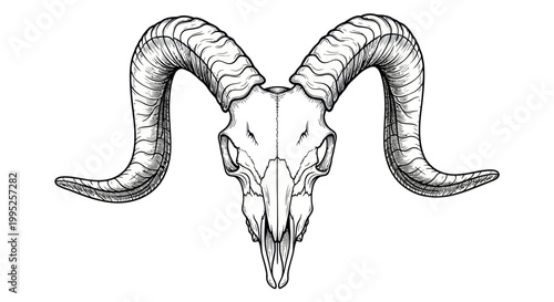 Detailed illustration of ram skull.