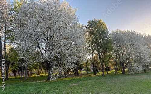 Blooming trees over green meadow in soft spring light