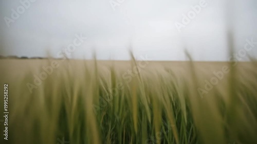 Wind blowing across green crop field under a cloudy sky