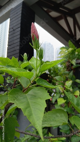 flower in the window